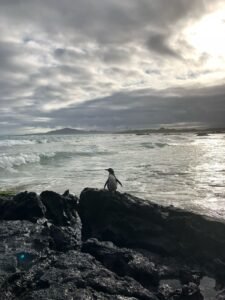 A sole penguin in the galapagos