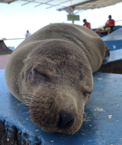 A Galapagos sea lion face